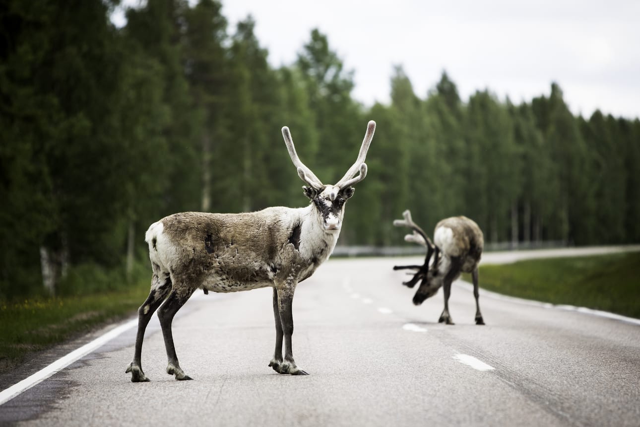 Äkäslompolosta on löydetty syksyn aikana kaksi kuollutta poroa, joita on poliisin mukaan ilmiselvästi ammuttu. Kuvituskuva.