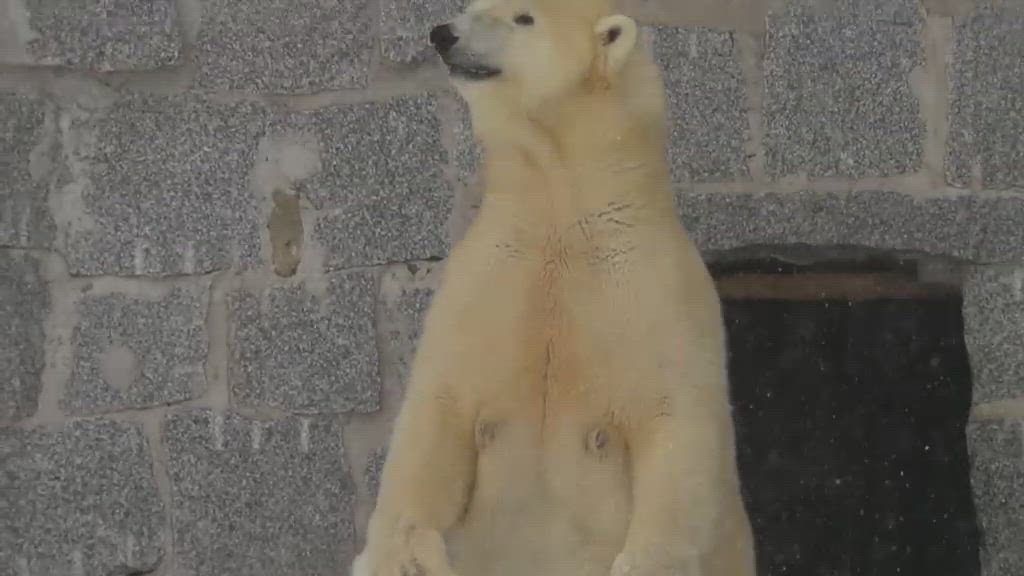 Ranuan jääkarhunpentu pääsi ulos pesästä