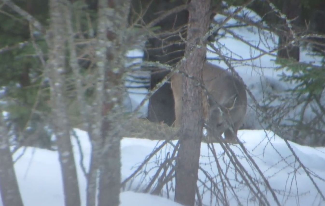 Kauriit liikenteessä, metsän siimeksessä.