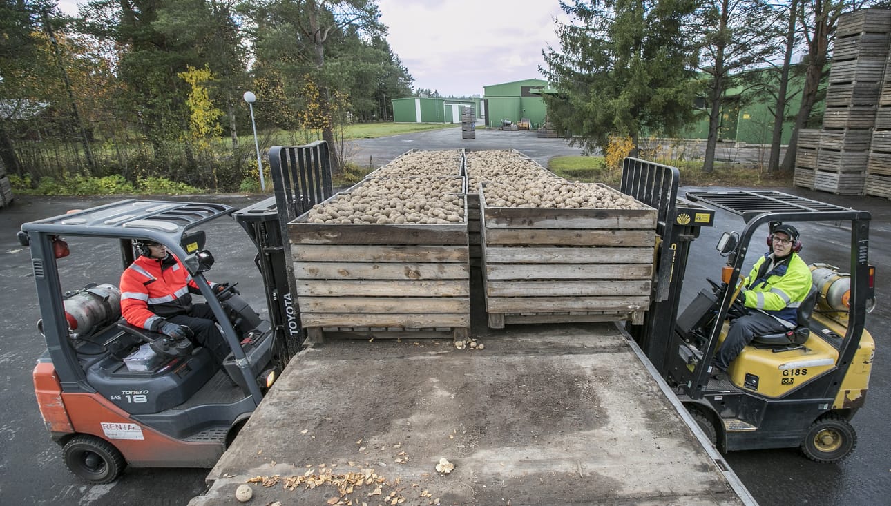 Vilkkaimpana päivänä Siemenperunakeskuksen varastoille tuotiin 62 kuormaa perunaa. Se on kaikkien aikojen ennätys.