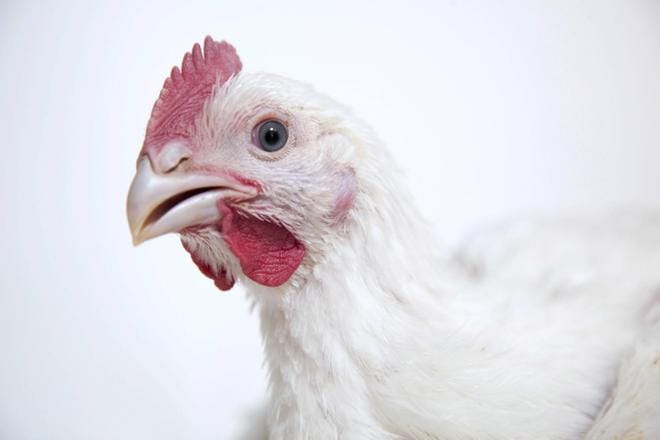 Suomalaisessa broilerinlihassa on antibiooteille vastustuskykyisiä bakteereita. Riski niiden siirtymisestä ihmisiin on pieni, kun noudatetaan hyvää ruoanvalmistushygieniaa. Kuvituskuva KUVA: Janne Ruotsalainen