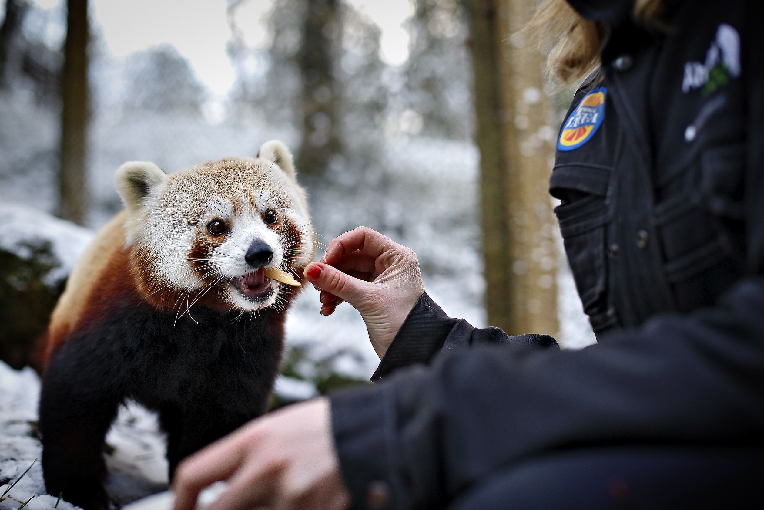 Ähtärin eläinpuisto avaa ovensa alkuun määräajaksi – "Kesätyöntekijöiden haku on jo meneillään"