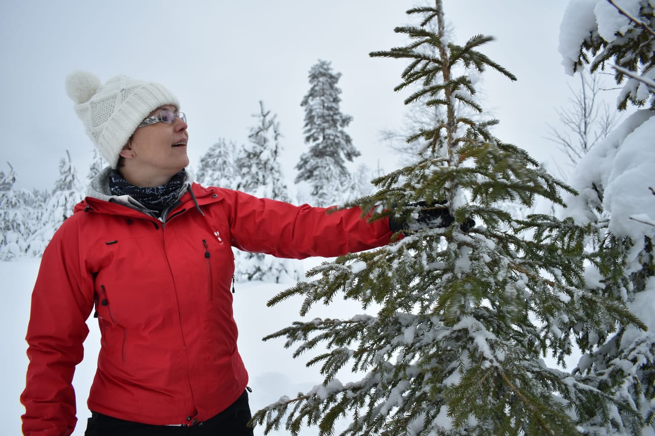 Hyvässä valossa vapaasti kasvanut pohjoisen kuusi on kaunis joulukuusi - sopusuhtainen ja runsaasti neulasia, Metsähallituksen erikoissuunnittelija Minna Koramo sanoo.