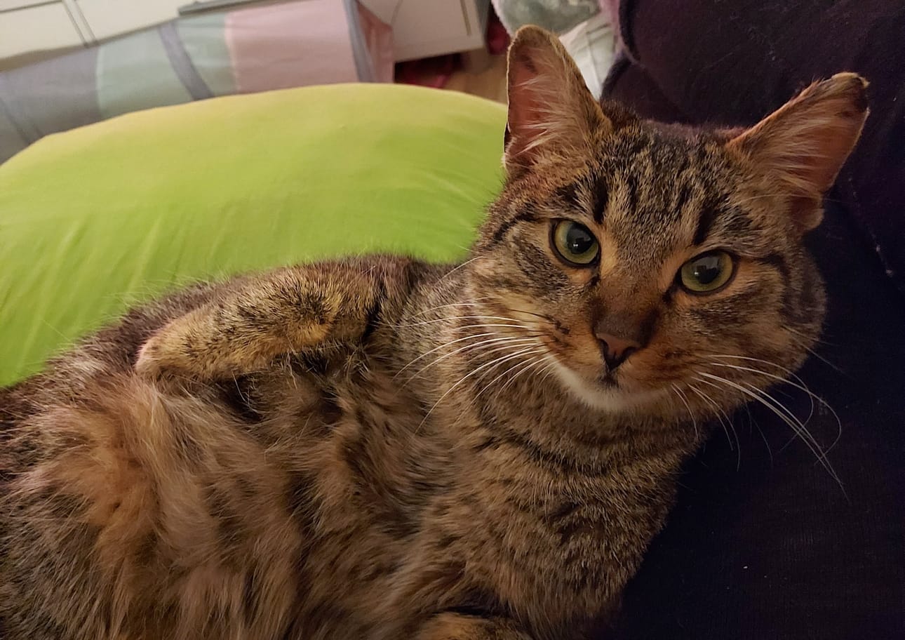 Hilda viihtyy sohvalla omistajansa kyljessä.