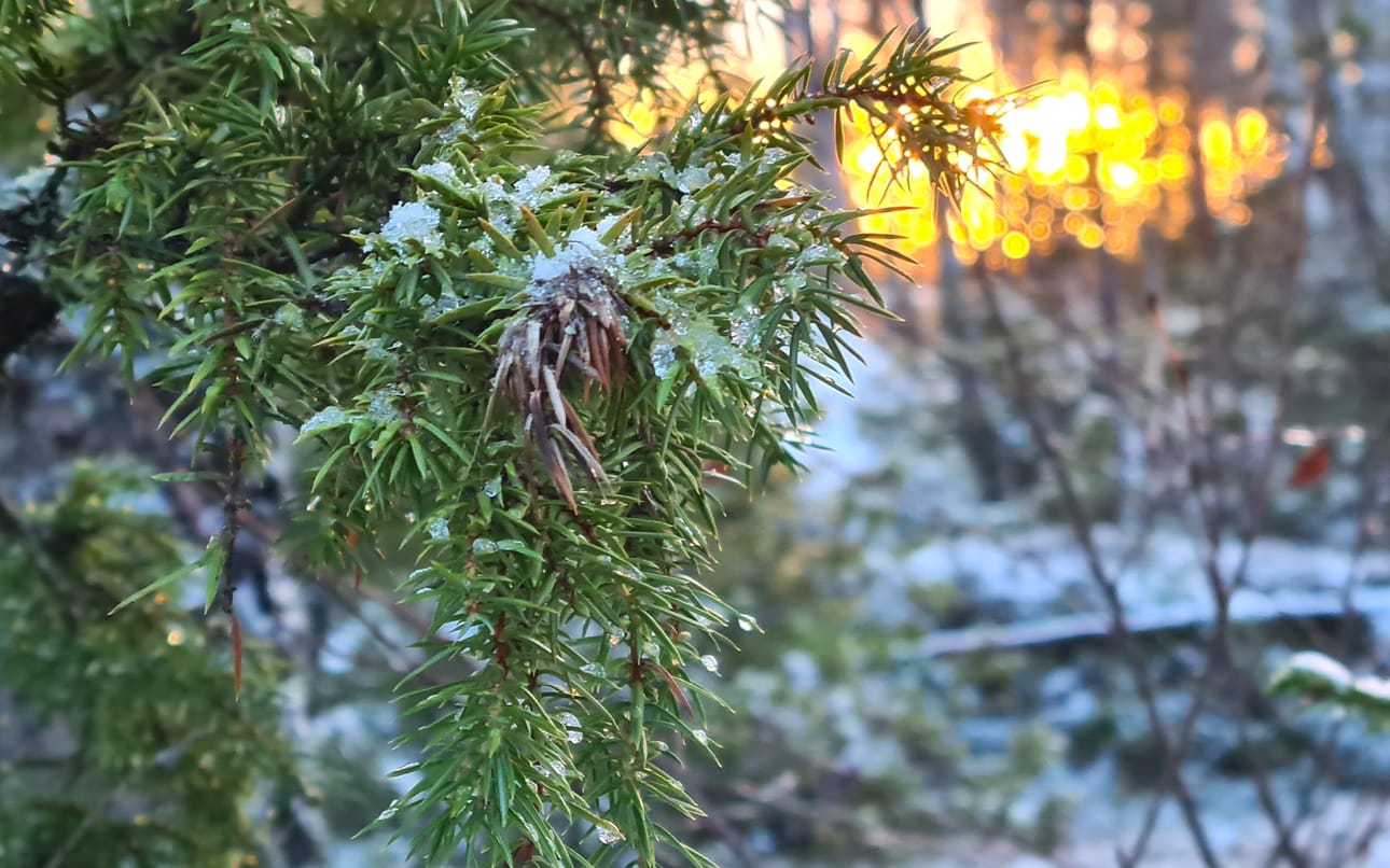 Kristiinan suomalaisen seurakunnan seurakuntaneuvosto ehti jo päättää metsän myynnistä 245 000 euron kauppasummalla.