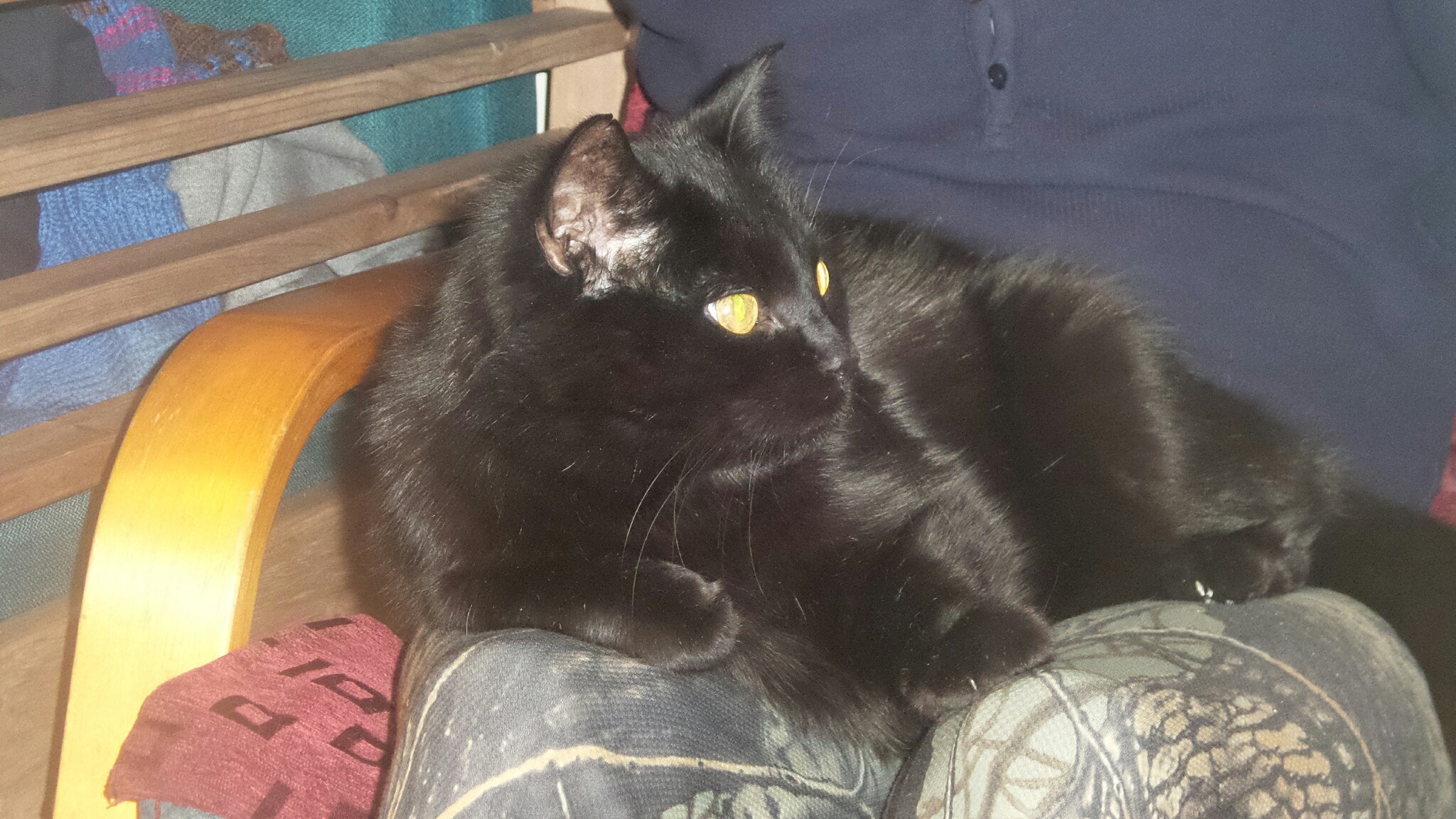 Kissa nimeltä Nokipoika. Mielipaikallaan isäntänsä sylissä.