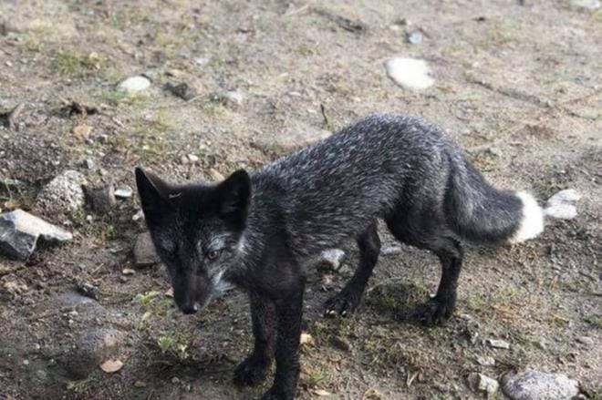 Tämä kesyyntynyt kettu löytyi lokakuussa rakennustyömaalta Lapualta. Kuva: Eläinhoitola Hepokatti ky