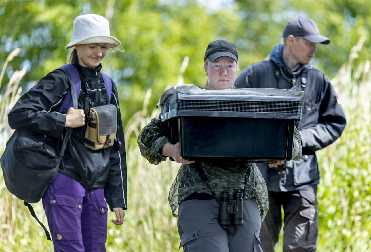 Milka Kurkela (vas.), Elina Pallaspuro sekä Veli-Matti Pakanen kuljettavat viisi poikasta kohti rantaniittyä.