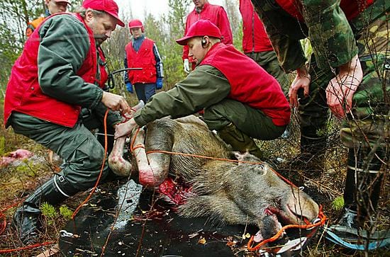 Metsästäjät pääsevät huomenna hirvijahtiin.