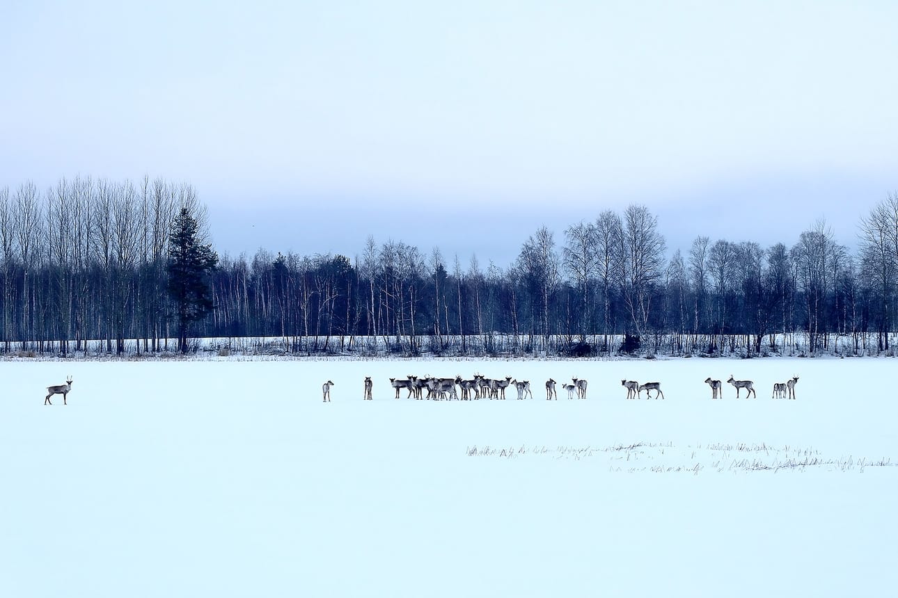 Metsäpeuroja Alajärven jäällä vuonna 2022.