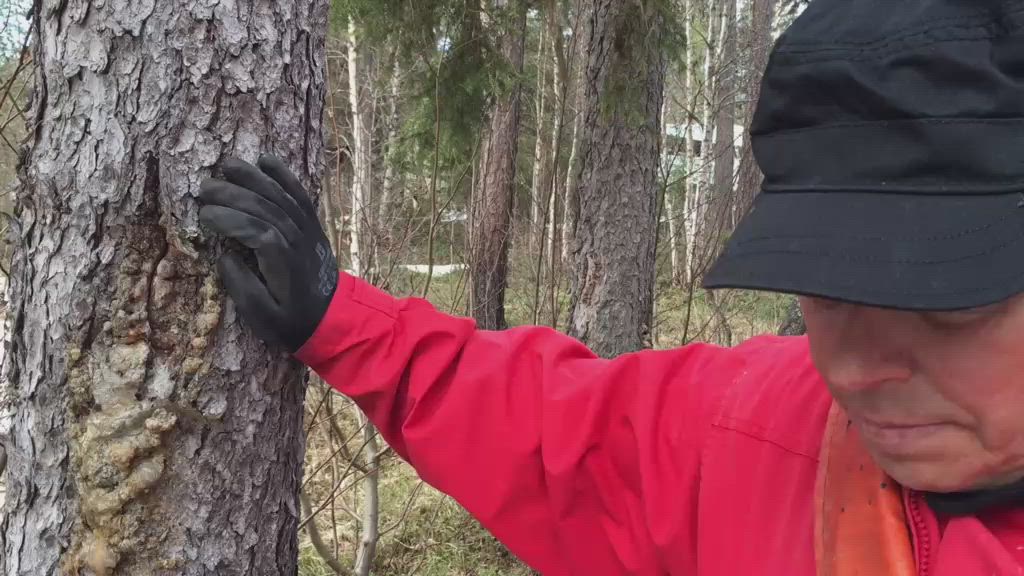 Pihkan kerääminen