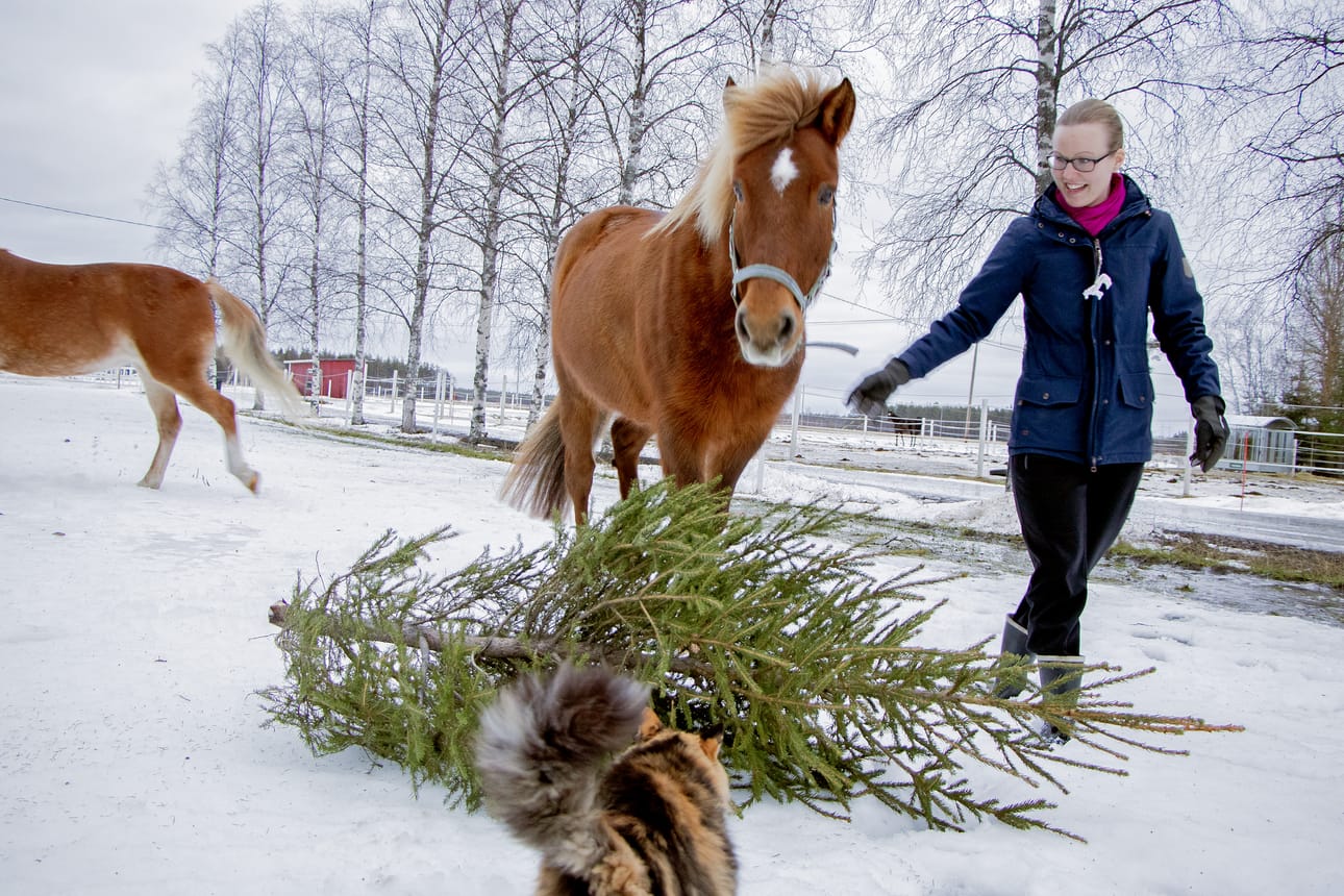 Karoliina Hintsalan kotitallilla Pinni ja Imppa ovat saaneet ulos ensimmäisen kuusen järsittäväksi. – Tämä on perheemme oma kuusi. Muista taloista lähden keräämään lahjoituskuusia vasta muutaman päivän kuluttua, Karoliina Hintsala kertoo.