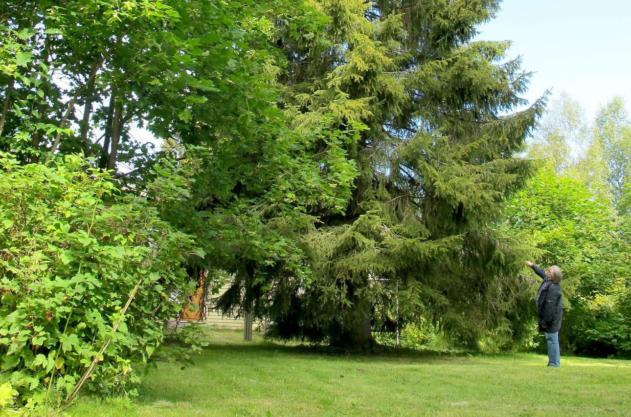 Kari Kangas oli kymmenvuotias, kun Suomen itsenäisyyttä juhlistava kotikuusi istutettiin perheen talon nurkalle Limingassa. ”Seuraavan kotikuusen voisi istuttaa vähän kauemmas rakennuksesta”, Kangas sanoo.