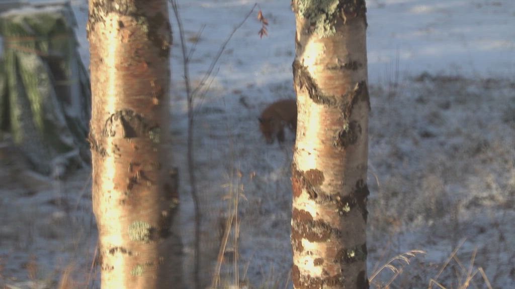 Kettu viihtyi pihapiirissä