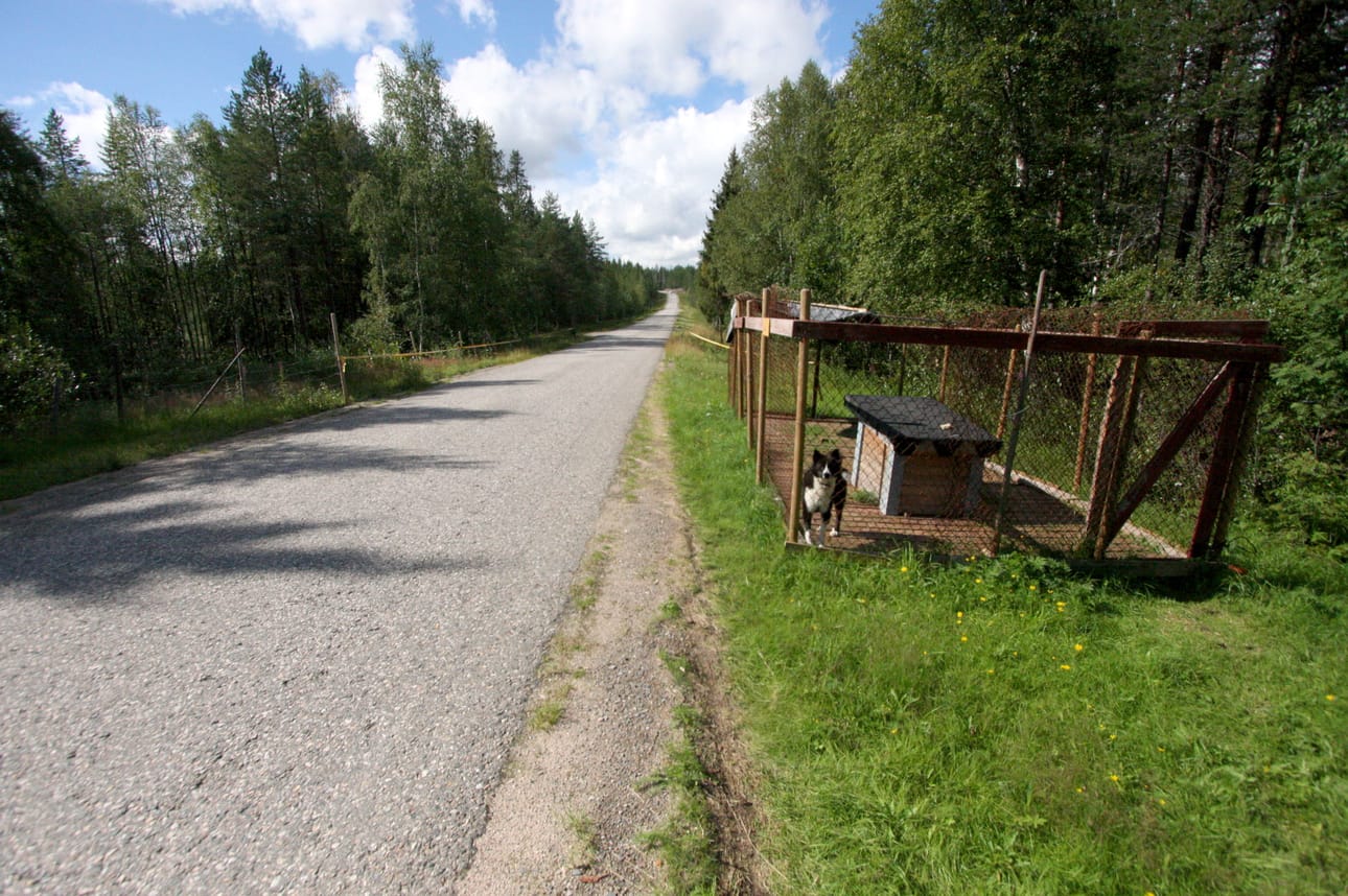Koiravahti estää porojen tulon pelloille.