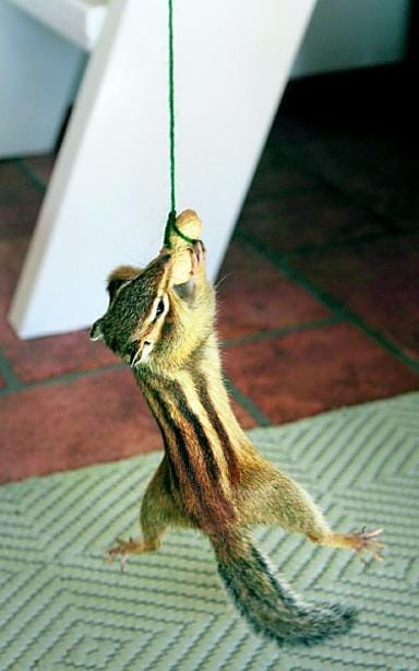 Maaoravat kesyyntyvät suhteellisen nopeasti, kun niitä kosketellaan ja silitellään pienestä pitäen.