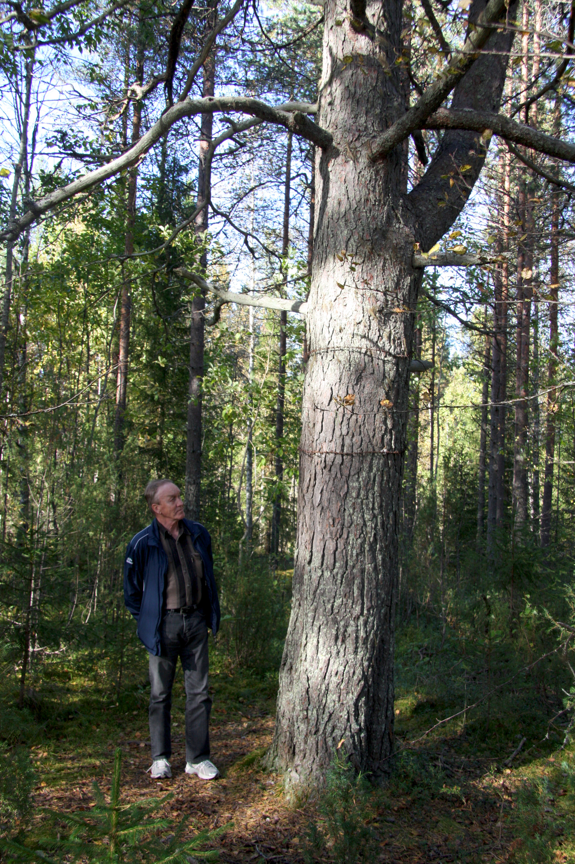 Tuomo Horsma on perehtynyt Metsäkylän historiaan.