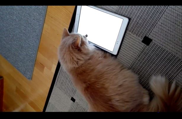 Petteri virtuaalisessa hiirijahdissa