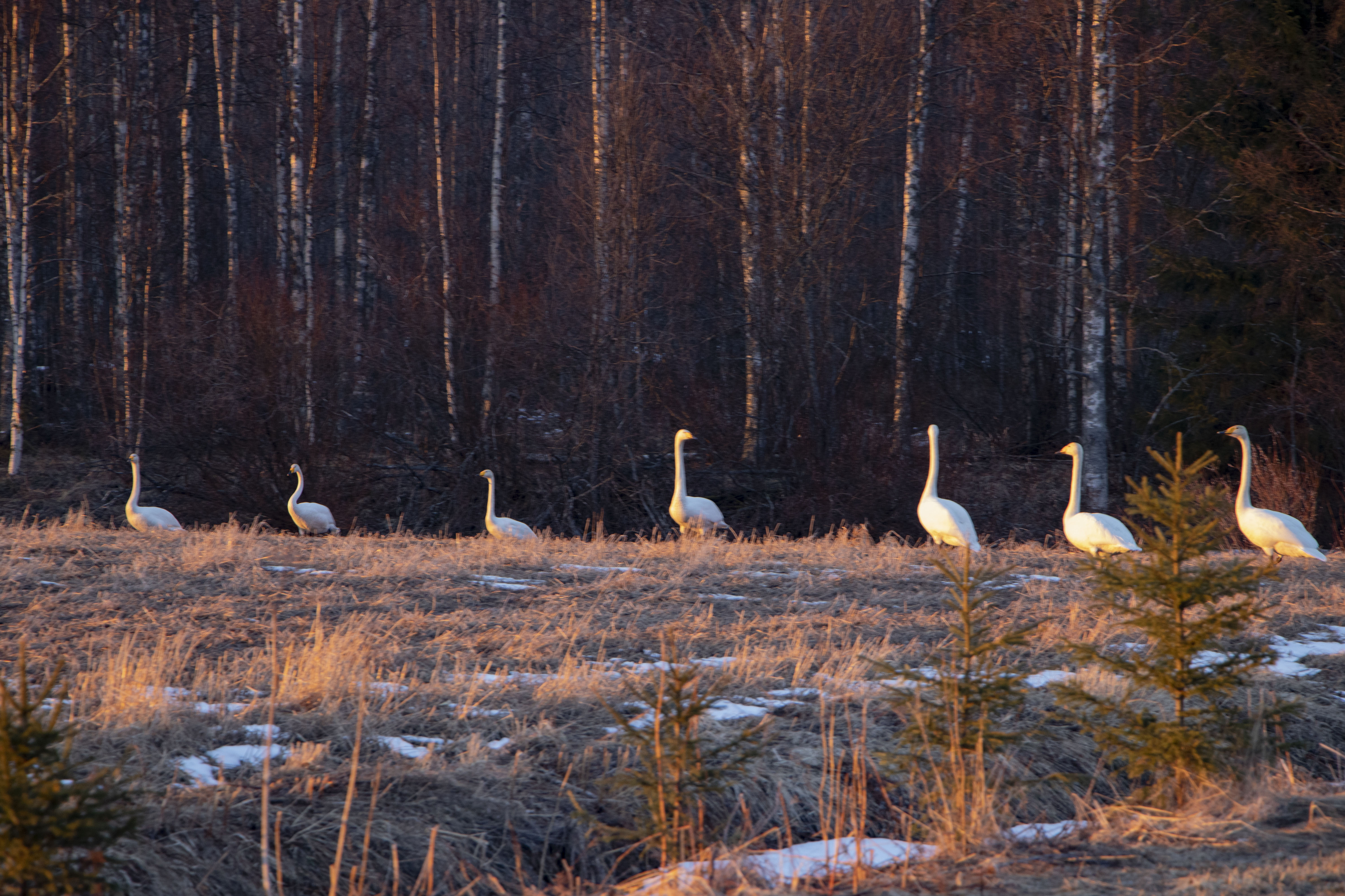 <p>Tällä kulkueella tuntui olevan selvät sävelet. "Muistakaa varoetäisyydet, se on korona-aika!", tuntuu yksi joutsenista huutavan kavereilleen.</p>