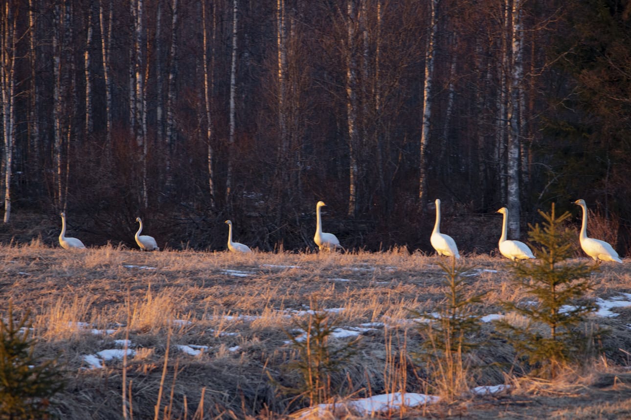 Tällä kulkueella tuntui olevan selvät sävelet. "Muistakaa varoetäisyydet, se on korona-aika!", tuntuu yksi joutsenista huutavan kavereilleen.