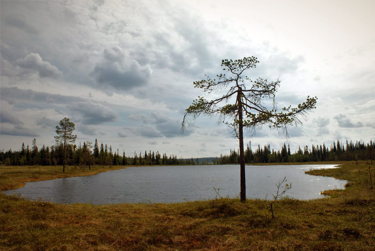 Törninlampi on kansallispuiston vähän kuljetulla alueella Jaaskamonvaaran pohjoispuolella.