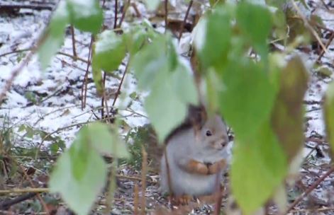 Orava lehvästön katveessa ruokailemassa