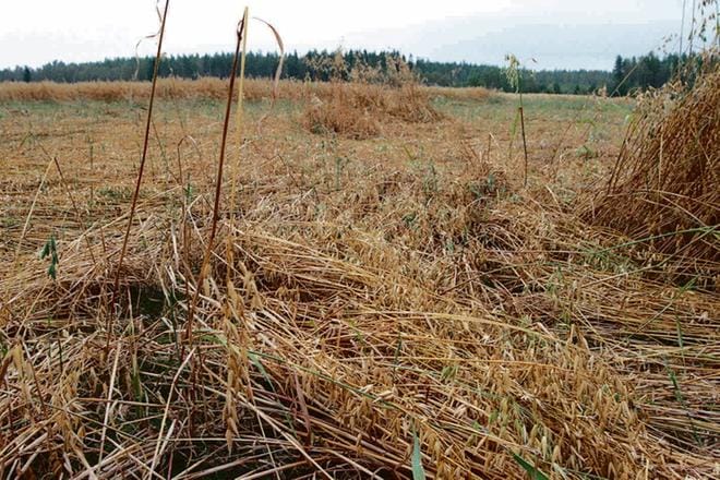 Peltoon jäävä osuus on Etelä-Pohjanmaalla 5–15 prosenttia sadosta. Osalla alueista on pystytty puimaan vain parhaat osat lohkoista.