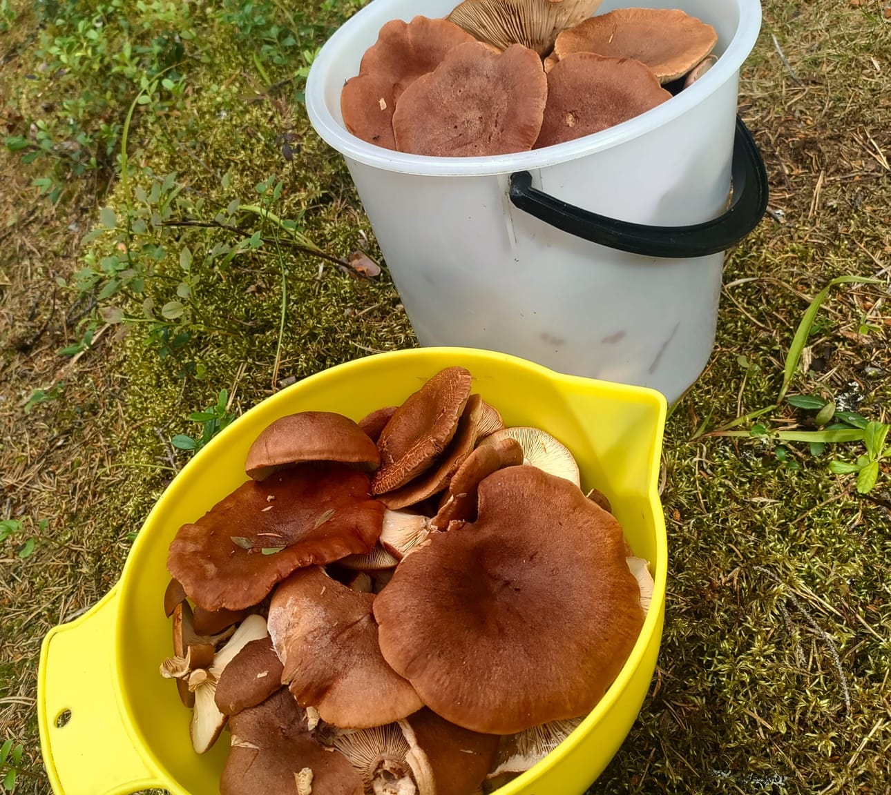 Rouskukausi huipussaan Kuusamossa.