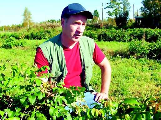 Ei vielä satoa. Jouko Kangasharjun ruusupensaat eivät vielä tuottaneet korjattavaa marjasatoa, mutta jonkin verran marjoja tuli kuitenkin.