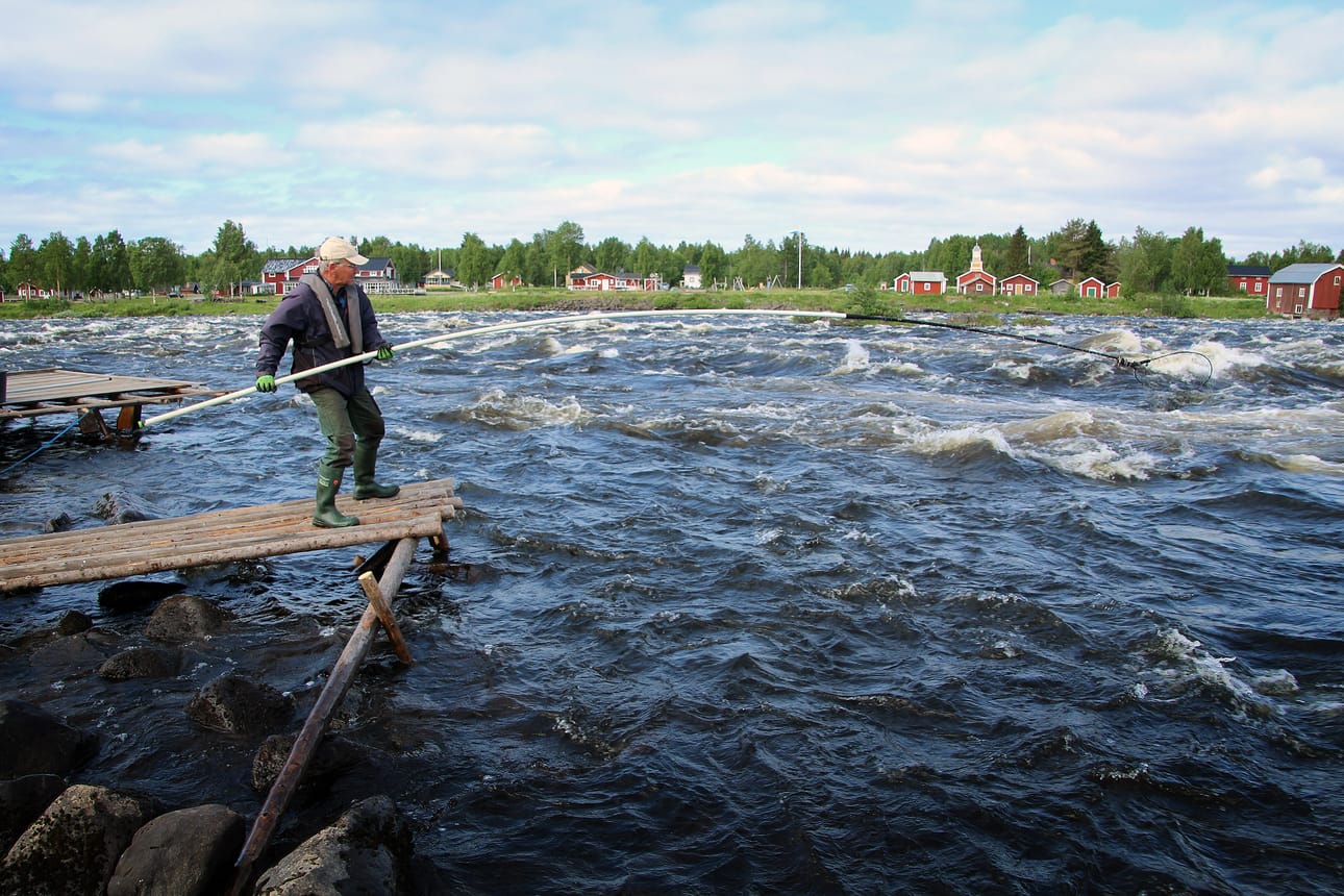 Kukkolankosken koski-isäntä Markku Alanärä pyrkii saamaan kahden lohen kiintiönsä täyteen vielä ennen juhannusta.