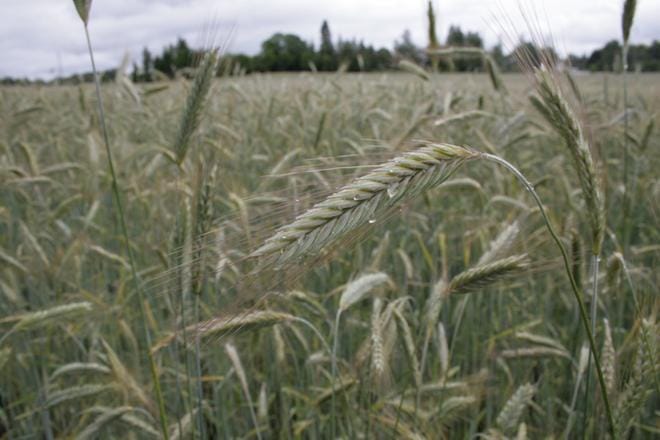 Rukiin puinnit ovat alkamassa eteläisessä Suomessa. Rukiin sato jäänee puoleen viime vuodesta, ja vehnän sato putoaa kolmanneksen. KUVA: Juha Aro