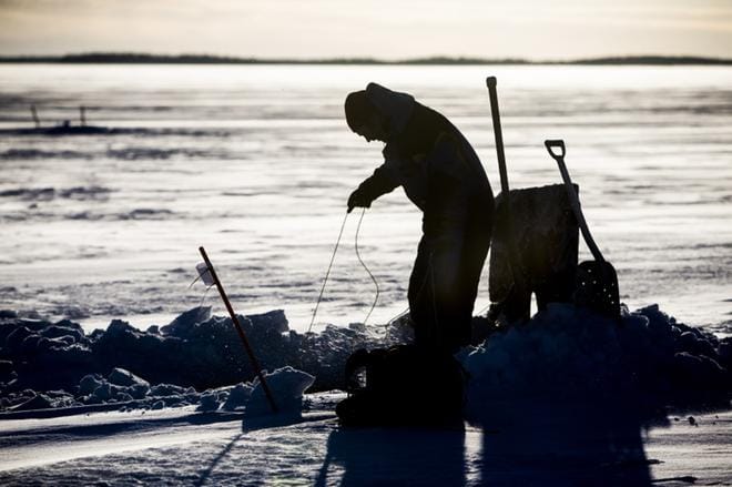Markku Buckmanilla ja hänen kaverillaan ei ole ollut tänä talvena yhtään verkkoreissua, etteikö saaliina olisi ollut sairas lohta. Pahimpana päivänä on tullut 11 homeen peittämää kalaa. Toimitus kävi verkoilla mukana katsomassa, vieläkö sairaita lohia riittää.