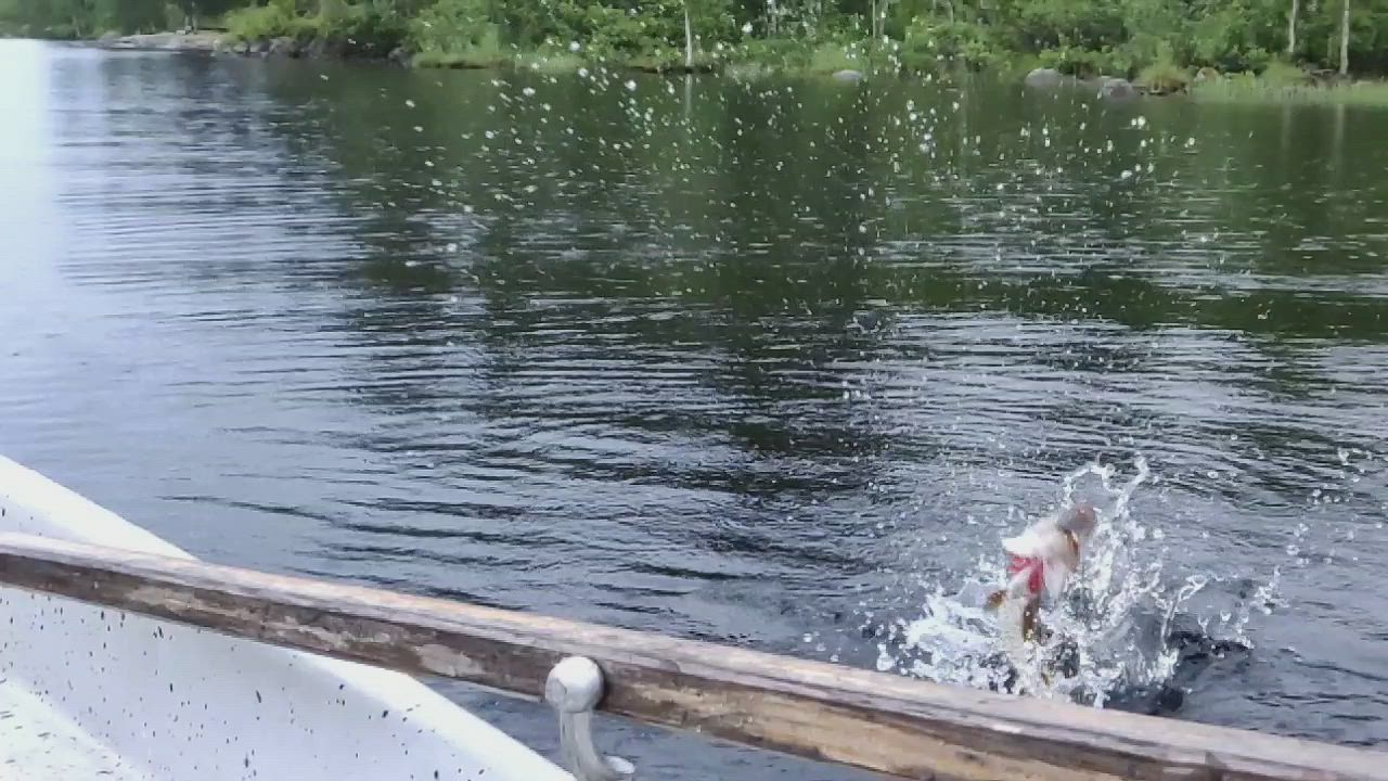 Hauki sätkii hidastettuna