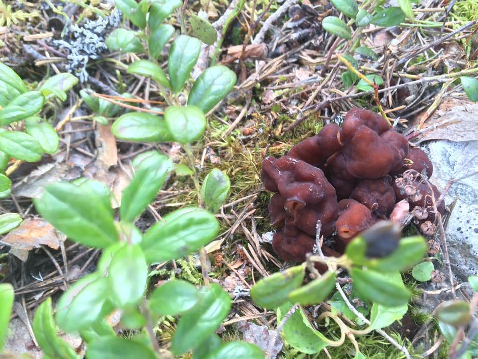 Korvasieniä löytyi 8. toukokuuta 2016.