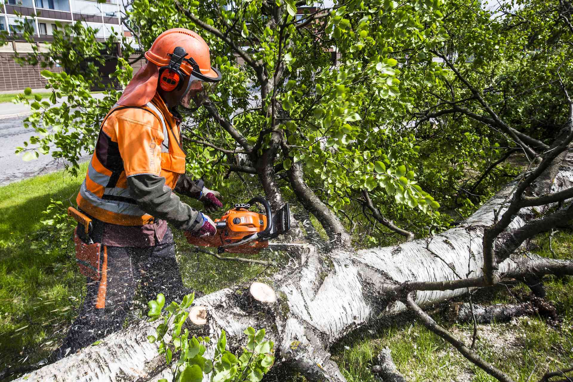 Raahen kaupungin metsuri Ari Riihijärvi kaataa Fellmanin puistokadun merkityt koivut.
