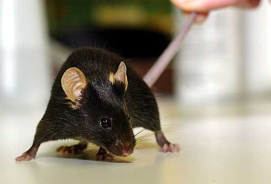 Uusia jyrsijälajeja ovat muun muassa tikutakut, myllikät, hiirulit, hiirut ja hiiruset.