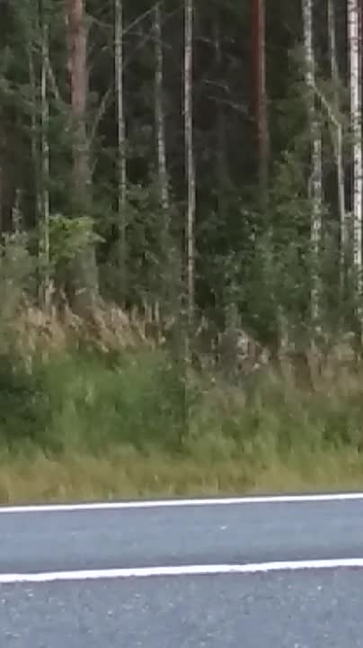 Poroja Pudasjärvellä