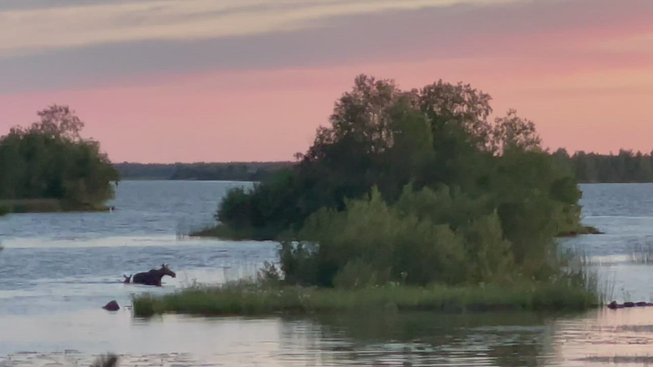 Tornion Laivaniemessä hirvet uivat saaresta mantereelle viimeyönä klo 00:35