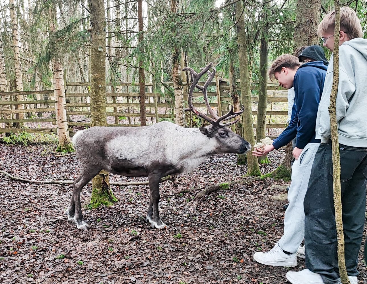 Opiskelijat syöttivät porolle jäkälää matkalla laavulle.