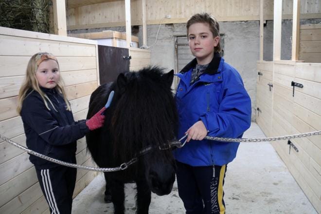 Rain Over Me saa Heta ja Aku Sillanpäältä hoitoa vastikään entiseen navettaan remontoidussa tallissa. Naapurikarsinoissa on kaksi muuta ponia ja yksi suomenhevonen. KUVA: ANU NAHKALA