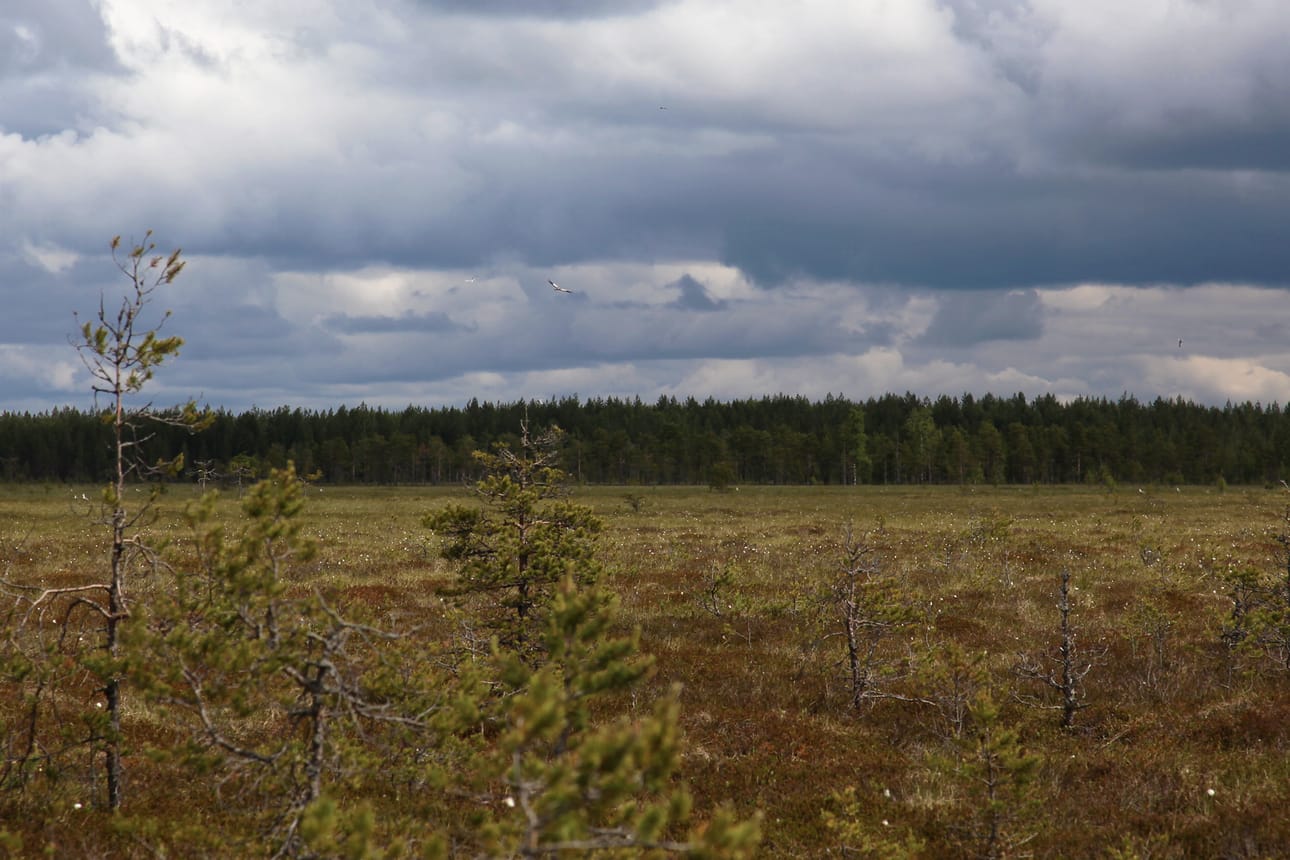 Iso Narunneva Alajärvellä on yksi kunnostettavista luontokohteista. Siellä on tehty jo talvella ojien täyttöä Natura-alueilla. Arkistokuva on vuodelta 2009.