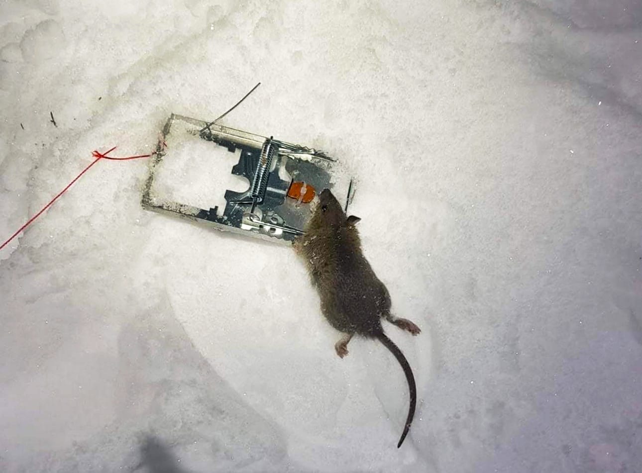 Rottia voi loukuttaa hiirenkilleröllä. Myrkkyä saavat käyttää vain ammattilaiset, jotka kannattaa kutsua hätiin nopeasti, jos omat konstit eivät riitä.