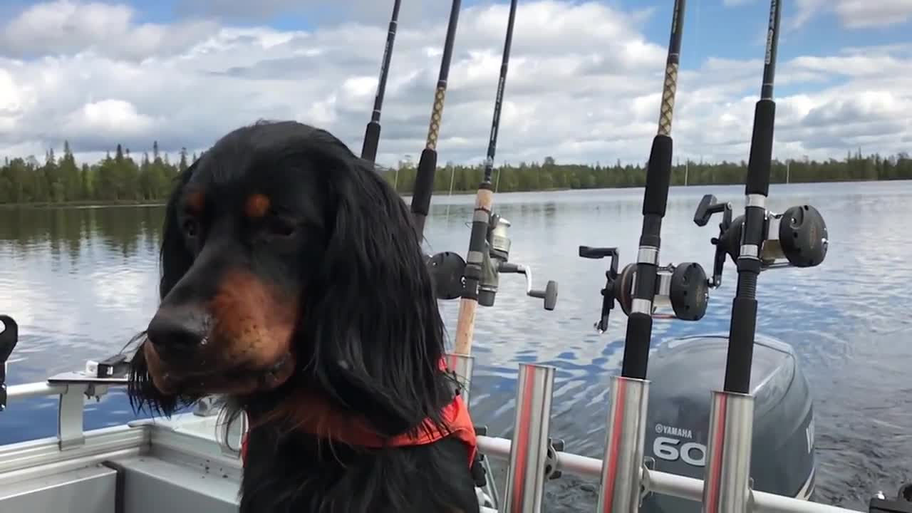 Moskiitto-Magneetti haukkaa hyttyset suuhunsa