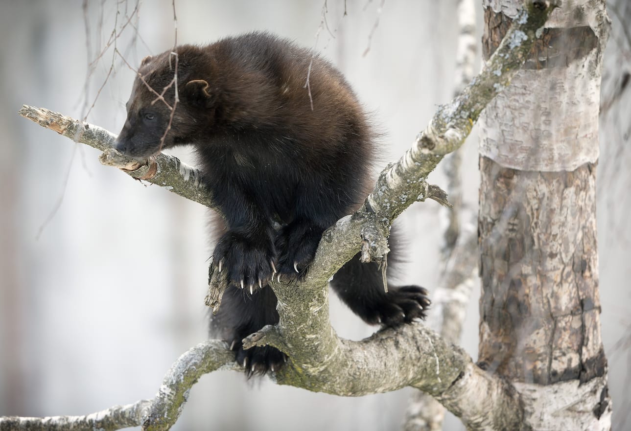 Ahma näyttäytyy harvoin ihmiselle, mutta se aiheuttaa selvästi eniten petovahinkoja.