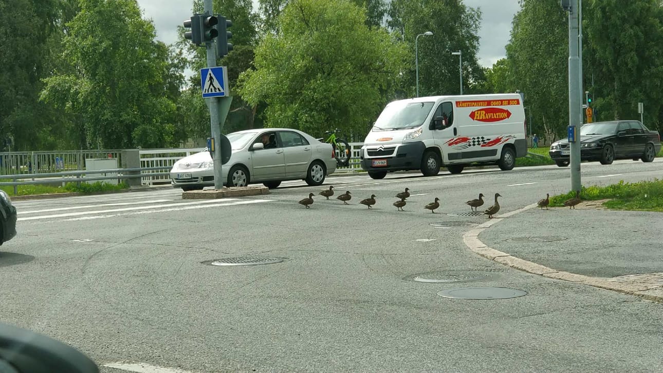 Sorsat lähtivät ylittämään suojatietä vihreiden valojen palaessa.