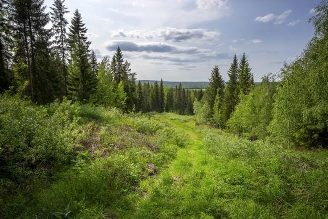 Soinin Vuorenmaan alue on Etelä-Pohjanmaan korkeimpia paikkoja. Kunta haluaa kehittää alueen matkailua. Vuorenmaa on vuosikymmeniä tunnettu laskettelurinteestään. Kuva on otettu kesäkuussa. ARKISTOKUVA: TEEMU NIEMELÄ