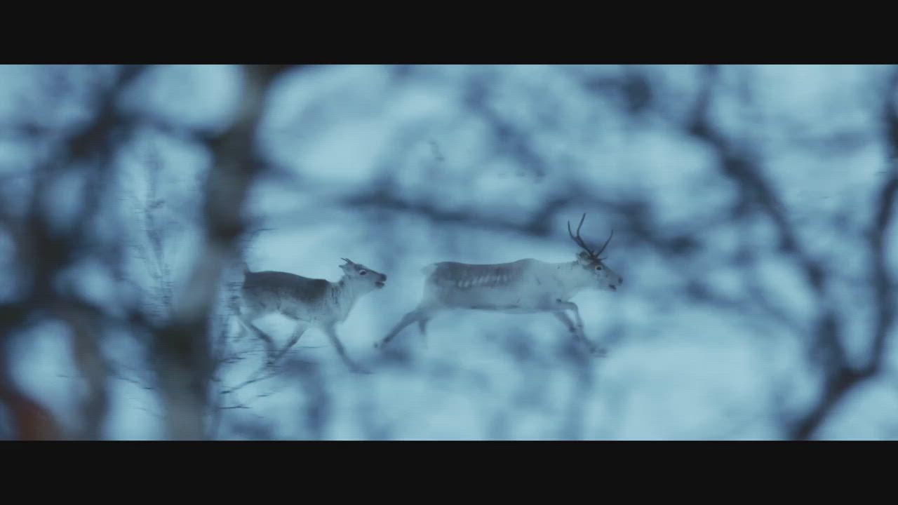 Tutustu uljaan Ailo-poron tarinaan Lapin erämaassa