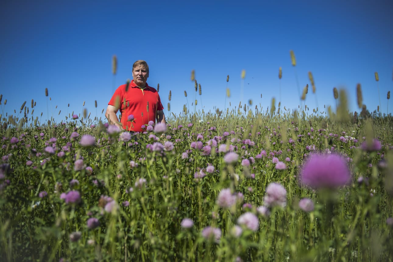Kempeleläinen Tarmo Turunen päätti siirtyä luomuviljelyyn, koska luomusta jää tuottajalle enemmän rahaa käteen. Osa Turusten pelloista on siirtymävaiheessa, ja niissä tuotetaan naapurin lehmille rehua. Ensi vuonna näillä lohkoilla puidaan jo luomukauraa.