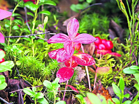 Alkamassa oleva ruska on värittänyt ruohokanukan lehdet punaisiksi.