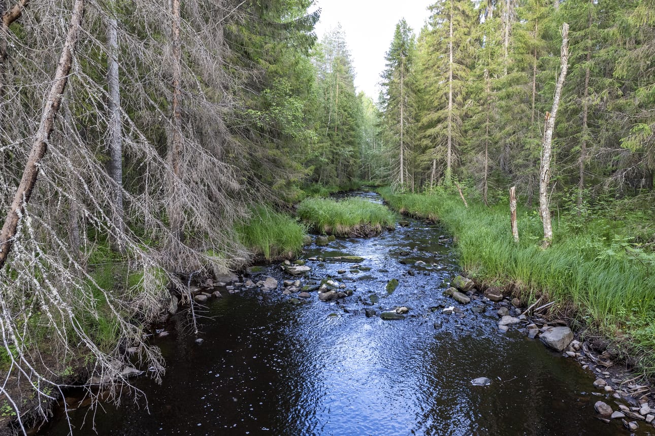 Koivujoki on ainakin tuvan kohdalla matala.